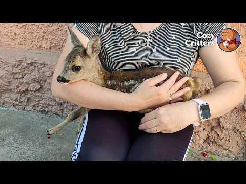 The Deer Who Forgot He’s Wild And Just Wants Cuddles #Video