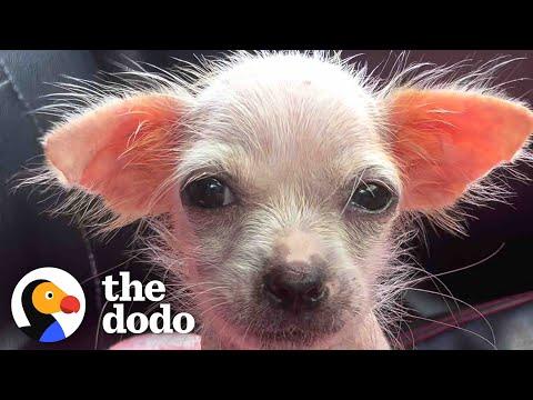 Tiny Naked Pink Puppy Has The Biggest Glow Up #Video