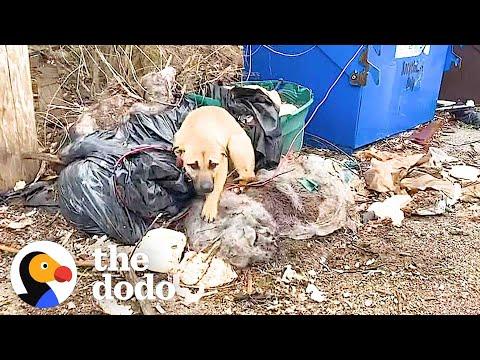 Dog Rescued From A Dumpster #Video