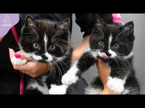 Momma Cat And Her Adorable Kitten Get A Spa Day #Video