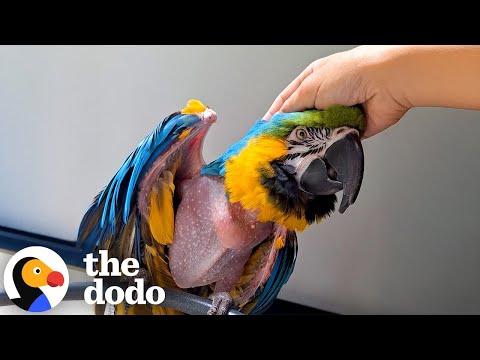 Grieving Parrot Watches Movies With His New Mom #Video