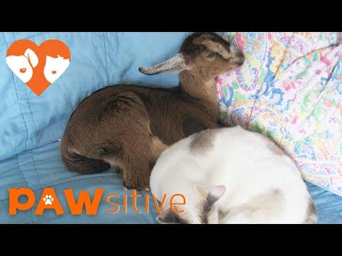 Injured Baby Goat Lives With Family And Gets Loved On By Their Dogs and Cats #Video