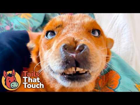 Reuniting Two Dogs Who Survived The Streets Together (It Didn't Go as Planned) #Video