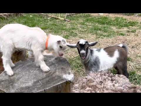 Crazy goat kids! Sunflower Farm Creamery #Video