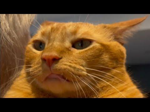 If you think cats are aloof, meet Stevie #Video