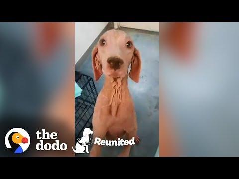 Furless Dog Has Complete Transformation After Being Found | The Dodo Reunited