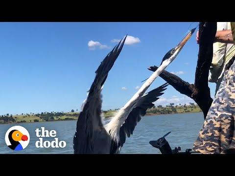 Heron Stuck On To A Tree In The Middle Of Nowhere Gets Rescued By Boaters  #Video