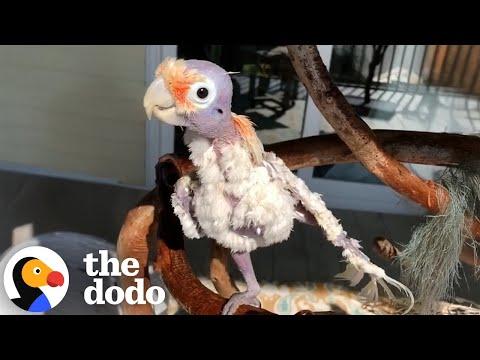 Parrot Has Adorable Nighttime Routine With Dad #Video
