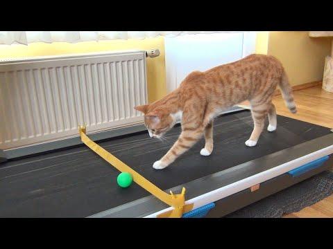 Cat's Reaction to Treadmill !! #Video