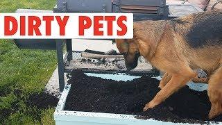 Dirty Pets | Funny Pet Compilation 2018