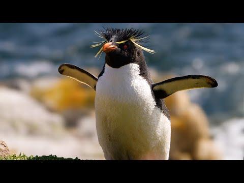 Why Penguins Can't Fly & More Amazing Penguin Facts | Robert E Fuller #Video