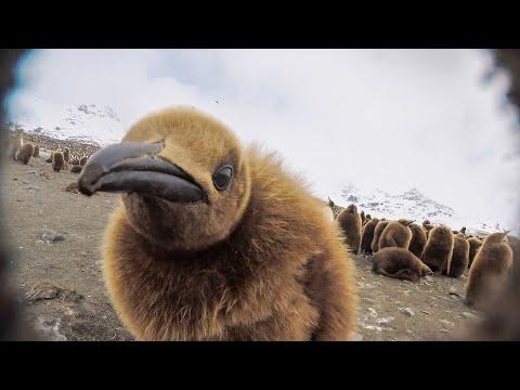 Will Robotic Spy Chick Become The Giant Petrel's Next Victim? #Video