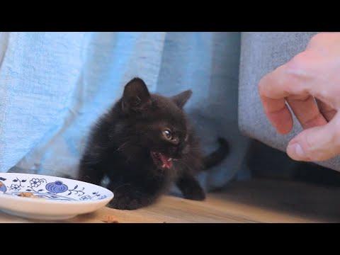 Little Black Devil Turns To A Little Black Angel After Adoption #Video