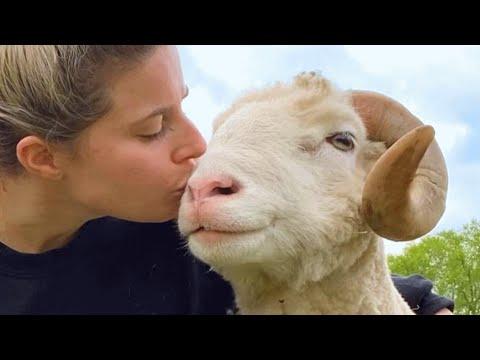 Lonely ram had no friends for 10 years. This woman gave him a family. #Video