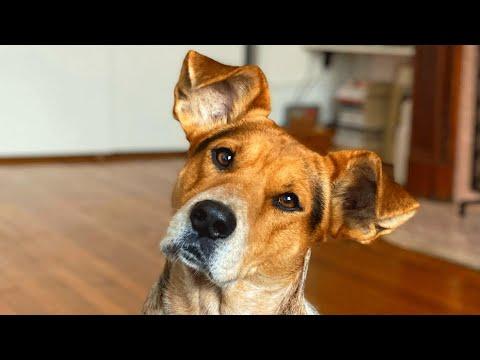 Shelter dog with strange ears faced uncertain future. #Video