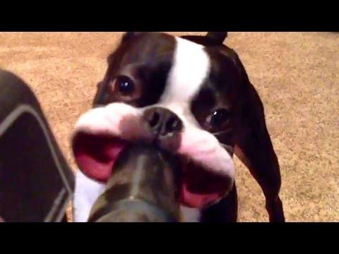 Pets Discovering The Joy Of Vacuums