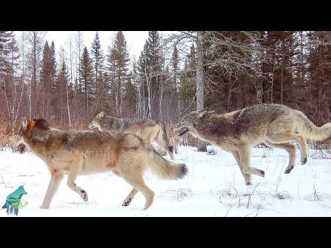 Largest wolf pack in over a decade in the Greater Voyageurs Ecosystem #Video