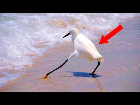 The FUNNIEST Animals Around the World! #Video