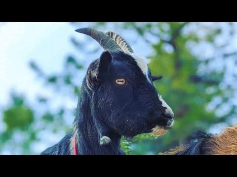 Is this the world's smartest goat? See how he uses a horse like a ladder for food. #Video