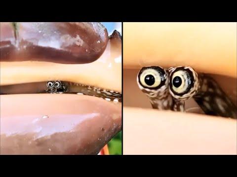 Shy Snail Sticks Eyes Out Of Shell. Your Daily Dose Of Internet. #Video