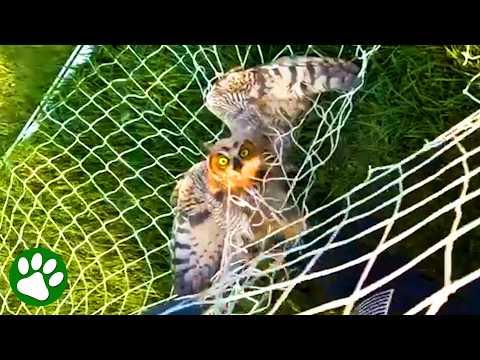 Officers Rescue Big Owl Tangled in Net #Video