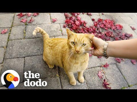 Watch Her Go From Stray Cat To Water Glass Princess  #Video