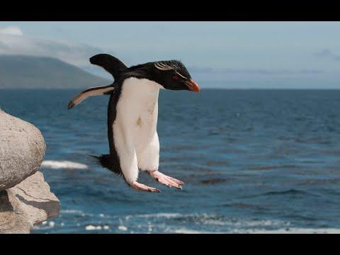 Will Robotic Spy Penguin & The Rockhoppers Make It up The 300 Foot Cliff? #Video