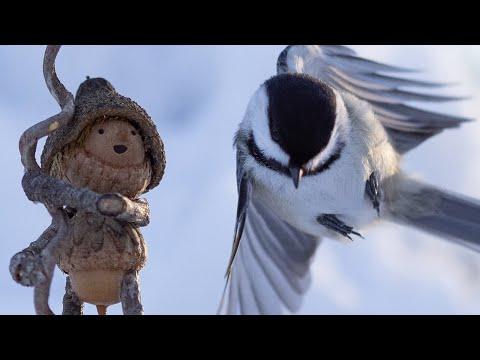 The Story of Hamlin the Birdherd #Video