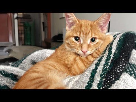 Once upon a time there was one CUTEST Kitten #Video
