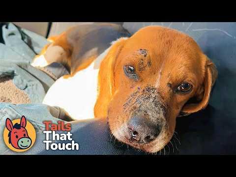 See the Moment This Beagle Understands She's Finally Safe #Videos