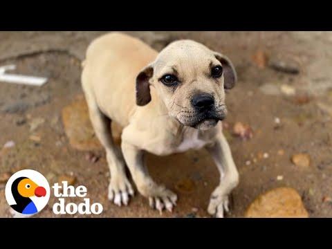 Malnourished Puppy Had A Wobbly Walk #Video