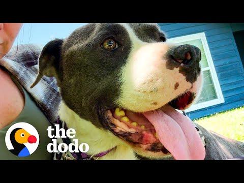 Pittie Who Grew Up In A Cage Does A Happy Dance Once She's Rescued #Video