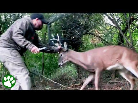 Brave rescue of stuck buck #Video