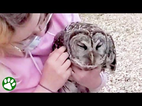 Brave lady leaps into action after owl got stuck in her car grill #Video