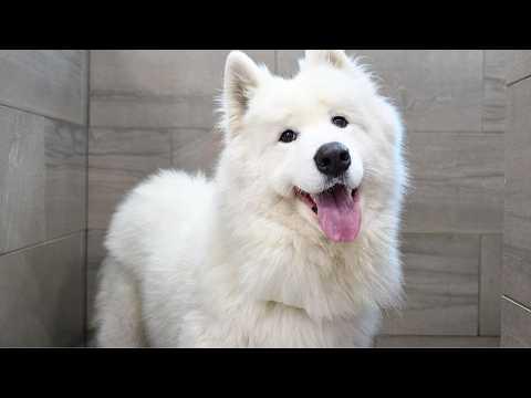 When You’re 80% Fluff, 20% Drama: Balto the Samoyed #Video