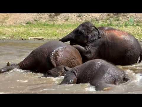 Elephant Family Fun Time! - ElephantNews #Video