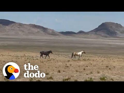 Woman Reunites Bonded Wild Horses #Video