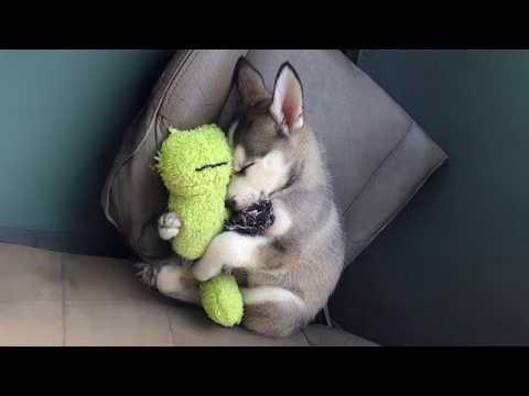 Hilarious Husky Puppies Were Literally Born to Be DRAMATIC! #Video
