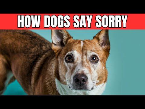 HOW DO DOGS APOLOGIZE TO HUMANS? #Video