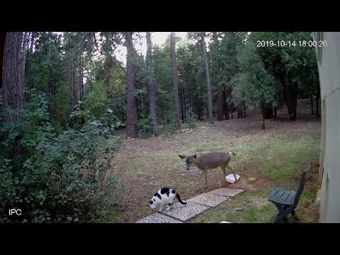 Curious Deer vs surprised Cat Video