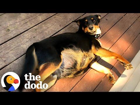 VERY Pregnant Dog Has SO Many Puppies In Her Foster Home #Video