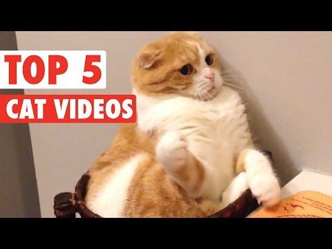 Top 5 Cat Videos || Feb 19 2016