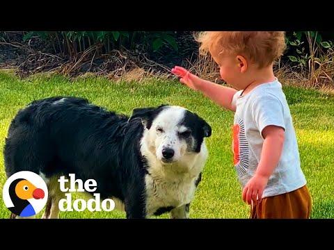 Lost Dog Shows Up On Family Farm #Video