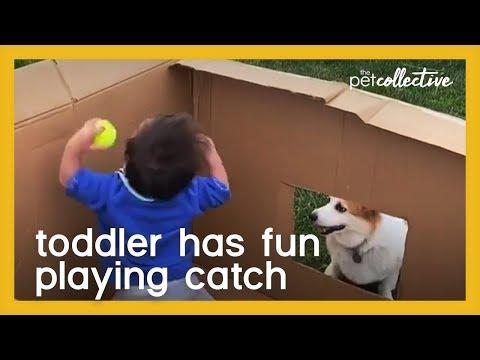 Toddler Has Fun Playing Fetch Video | The Pet Collective