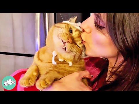 Stray Cat Constantly Demands Attention From New Mom  #video