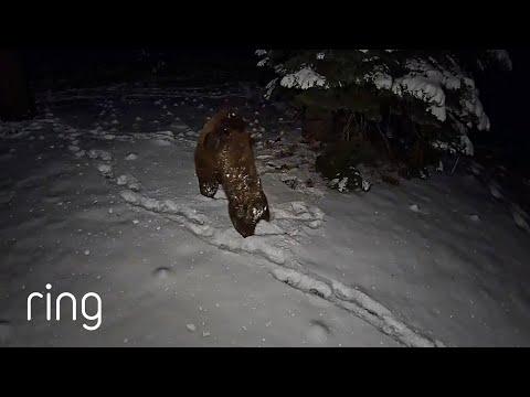 Four Bears Enjoying a Snow Day by Play Fighting in a Yard #Video