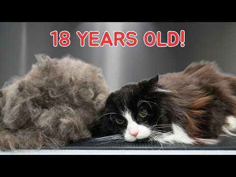 I Groomed an 18-Year-Old Cat...This Is What Came Out #Video