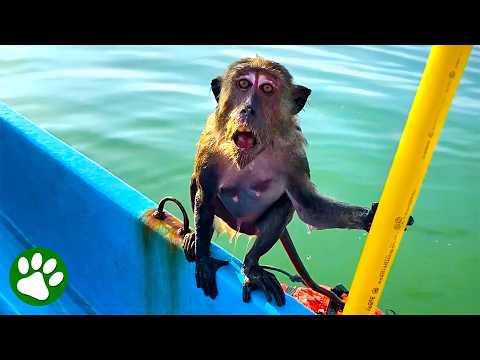 Terrified Monkey Rescued From Drowning #Video