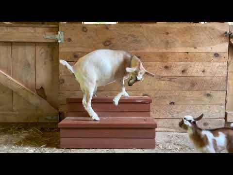 Mama goat hops with the babies! The cutest thing ever! Sunflower Farm Creamery #Video