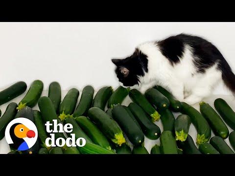 Cat Meets Cucumber And Instantly Falls In Love #Video